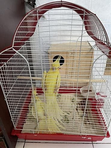 Məhsul: Nimfa (Cockatiel) cütü və qəfəsi Yumurtlayan quşlardır. - — 2