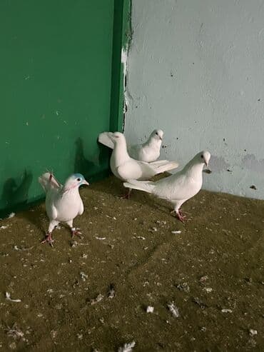 сколько стоят собаки: Temz heyvanlardi ucuwdarda var — 1