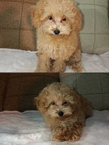 щенок в хорошие руки: Пудель, 3 месяца, Самка, С прививками, Самовывоз — 2