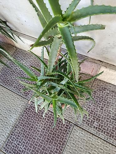şpon nedir: Aloe vera (sukkulent) – iri və məhsuldar ana koldan çoxlu pöhrə verən — 3