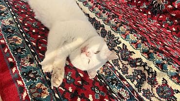 Erkək, Yaxşı əllərə, Pulsuz çatdırılma