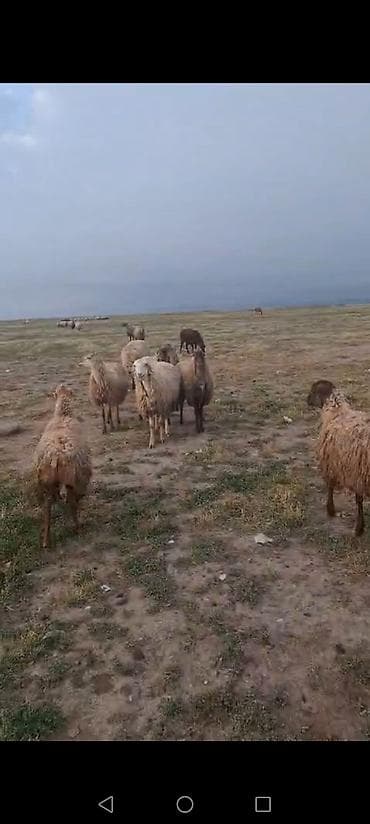 inek satisi: Salam toğlular satılır 65 başdı 4 ü balalıdı kim isdəsə yazsın. Qiymət — 2