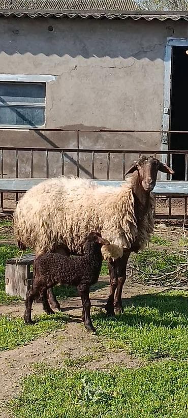 inəy satışı: Ana bala qoyunlar satilir isdiyen olsa zəng vursun — 2