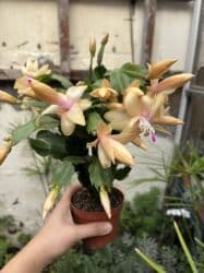 dibcək gulu: Dekabrist 1 dibçək 12azn. Vatsapp mövcuddur!. Çatdırılma metrolara — 1