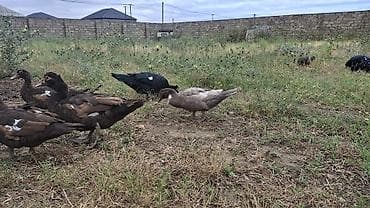 Muscovy ördəkləri (indoutka) – müxtəlif rənglərdə - Cins: Muscovy — 3