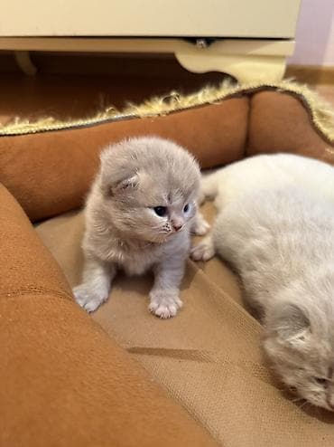 Quşlar: Şotland uzun tüklü, Erkək, Dişi, Yaxşı əllərə — 6