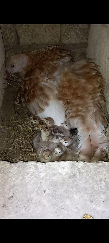С/х животные и товары: Red Buorbun ətlik sort hind quşlarının 1 həftəlik cucəsi satılır — 7