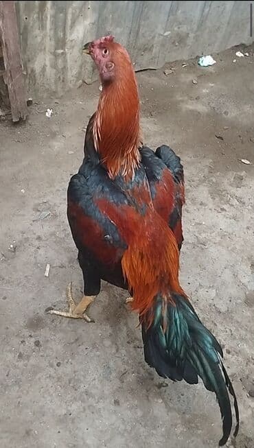 SALAM MAY BECESİDİ SUPER BECEDİ TEZE DUSUB BANA İSDEYEN OLSA GEZEN lalafo.az -da SALAM MAY BECESİDİ SUPER BECEDİ TEZE DUSUB BANA İSDEYEN OLSA GEZEN