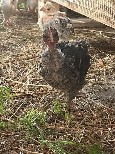 Toyuq cücələri, Ətlik