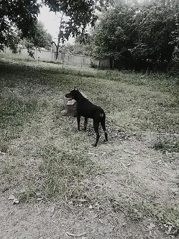 golden it satışı: Doberman, 2 il, Erkek, Peyvəndli, Ünvandan götürmə, Ödənişli çatdırılma — 4