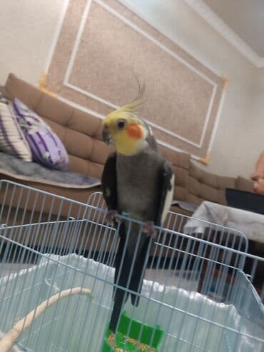 sağlam həyat sağlamlıq mərkəzi: Tam saxlam quş du dişi erkek di erkək oğuyur 1yaş yarım dı qəfəs lə — 4