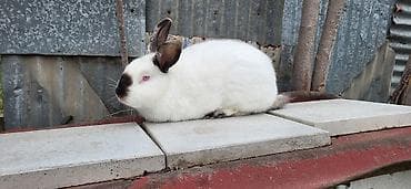 it bazari 2019: Təmiz Kaliforniya Dovşanı 1ədəd erkəy 1ədəd dişi Ünvan Novxanı — 1