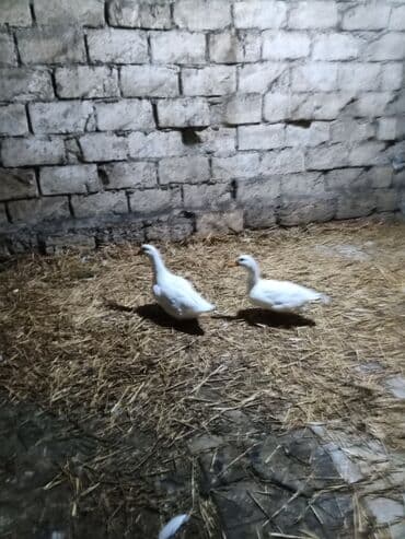 lal ordəklərin satışı: Ağ ördəklər – 2 ədəd cütlük - Rəng: tam ağ lələklər, narıncı dimdik — 1
