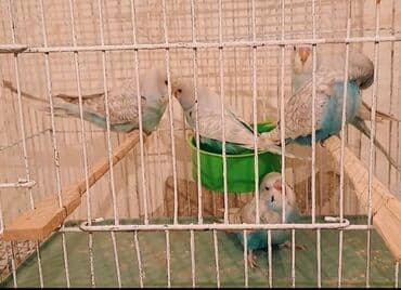 Çex mutant balalar Super rengde çex mutantlar 1 ədədi 35 man. Topdan lalafo.az -da Çex mutant balalar Super rengde çex mutantlar 1 ədədi 35 man. Topdan