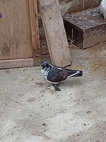 goyercinlər: Cins göyərçin – ləpəli ayaqlı, rəngarəng naxışlı - Növ — 2