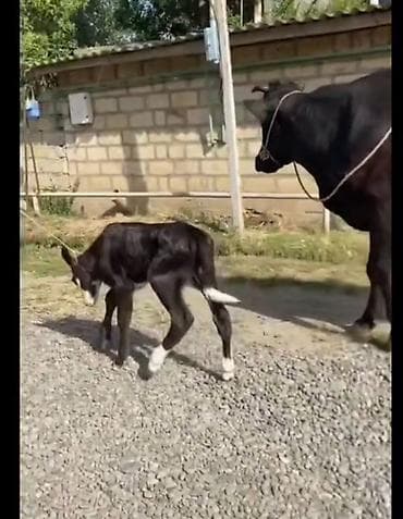 Dişi, il: 3, Damazlıq, Südlük, Ödənişli çatdırılma — 2