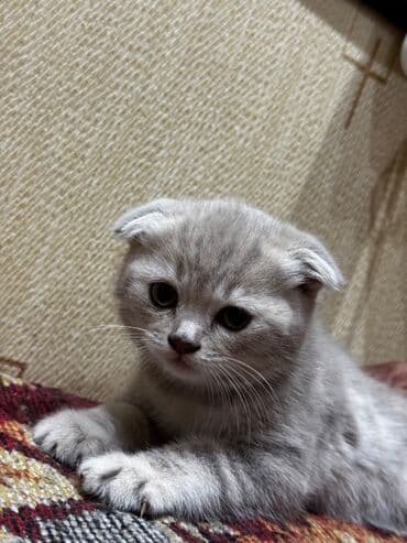 котята в баку бесплатно 2020: Шотландская, Самка — 4