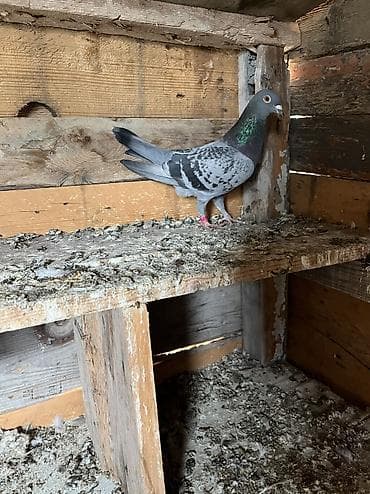 tovuz quşu: Göy Maya aşaqı yeri yoxdur — 5