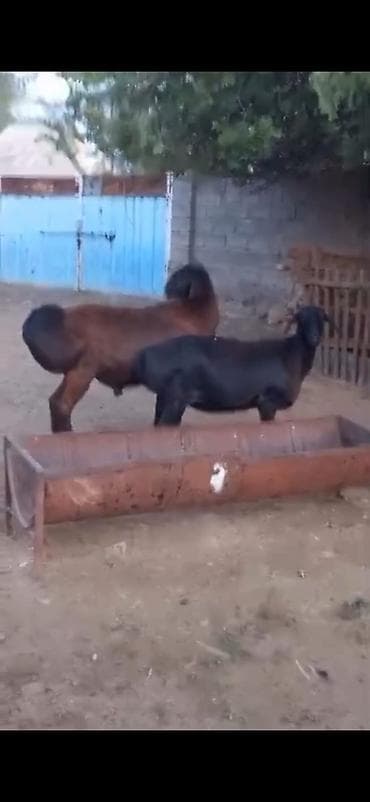 tap.az inekler: Cütü 450. AZN dişi boğazdır — 2