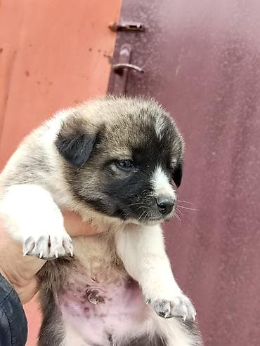 Qurdbasar, Erkek — 3