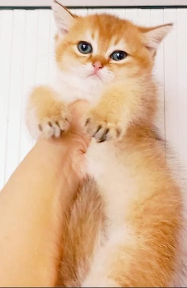 Qızıl şinşilla, Erkək, Dişi