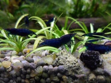 betta balıq: Sülhsevər, Rayonlara çatdırılma, Ünvandan götürmə, Ödənişli çatdırılma — 1