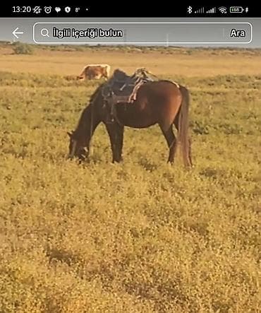 en yaxsi bugda sortu: Salam qemer maydan satiram super rahat yorqasi var 40 gedir tehcli — 1