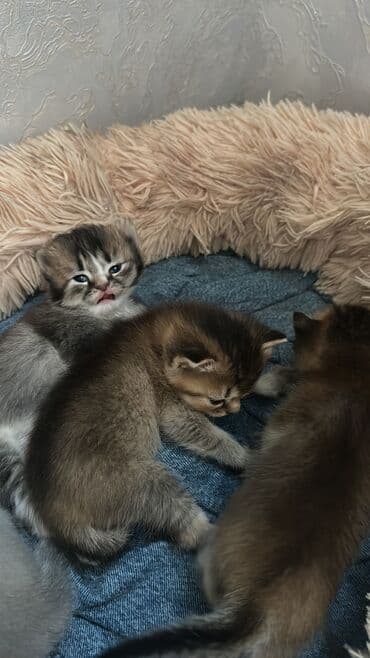 купить сибирского котёнка: Золотая шиншилла, Самка, Самец, В добрые руки, Самовывоз — 3