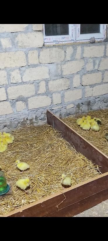 Gəmiricilər: Ağ qazlar və balaları - Cins: ağ ev qazı (narıncı dimdik və pəncələr) — 5