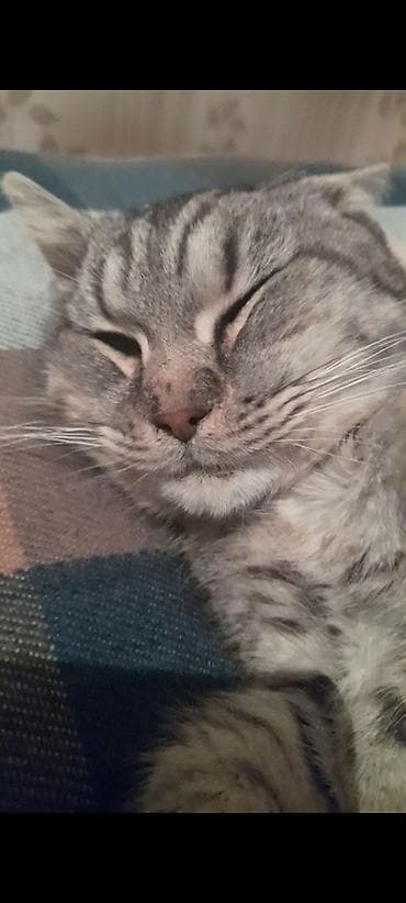 ucuz pisik satisi: KÖMƏKLİK EDİN!!! Küçədən tapılıb. 1 yaşı olmaz, erkəkdir. Iki gündür — 1