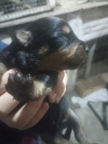 dogo argentino satışı: Rotveyler — 4