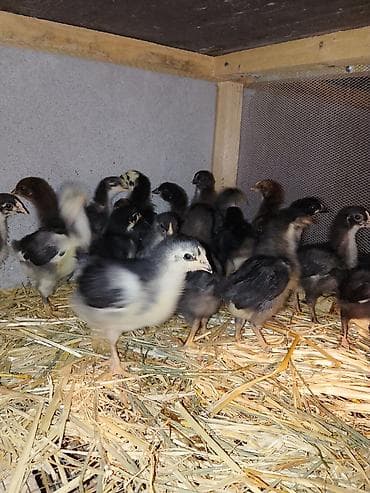 cücə adları: Toyuq cücələri, Damazlıq — 5