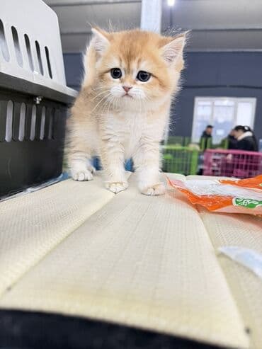 Gəmiricilər: Fars, Erkək, Dişi — 3