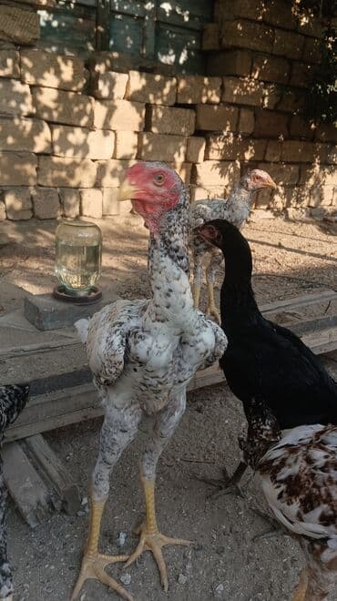 simmental inək cinsi: Toyuq, Damazlıq, Ünvandan götürmə — 8