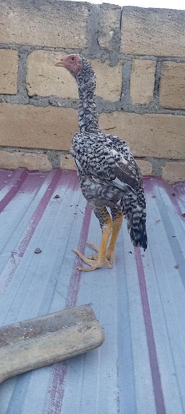 ordek balasi nece gune cixir: Toyuq cücələri, Damazlıq — 1