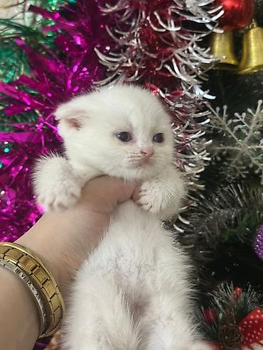 Шотладская вислоухая