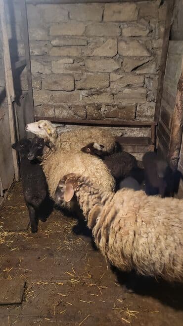 iri buynuzlu mal: Satılır: qoyun sürüsü Qiymət razılaşma yolu ilə. Hələ indi 1ci — 6