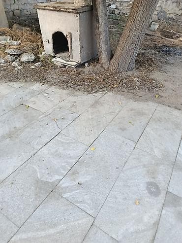 ıtler: 1 ay, Dişi, Peyvəndli, Ünvandan götürmə, Ödənişli çatdırılma — 5
