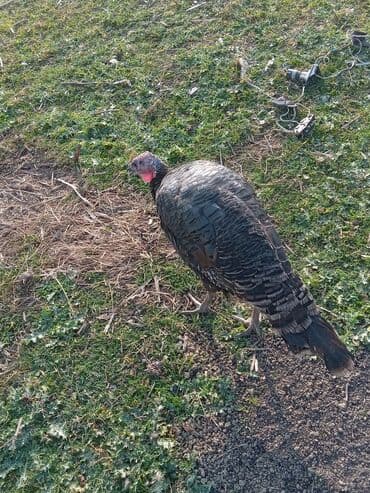 Məhsul: Hinduşka sürüsü Təsvir: - Şəkillərdə ağ və tünd — 9