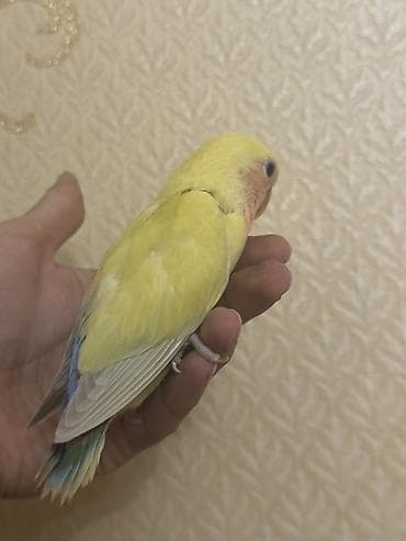 tutuquşlar: Salam 35-45 genlük balalardı. Hamsı tam sağlam aktiv quşlardı .Real — 3