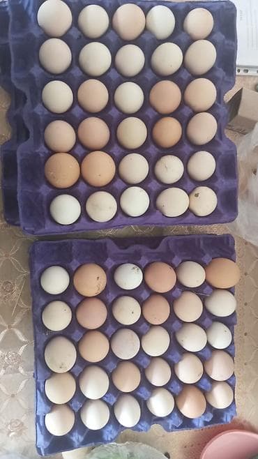 Salam. Mayalı və təzə toyuq yumurtaları satılır. Hal hazırda 120 dənə
