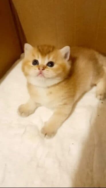 pişiy adları: Britan, Dişi — 1