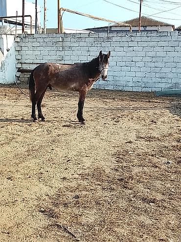 qoyun mal: 3 yaşı tamam olub az minilir yorğadı vtçap aktivdir — 2