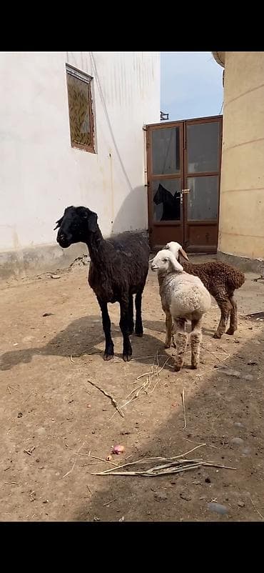 balaca boyumeyen itler: Qoyun və quzular – ana qoyunla 2 quzu dəsti - Növ: yerli ət‑yunun — 1