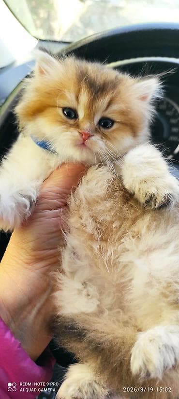 Pişiklər: Qızıl şinşilla — 2