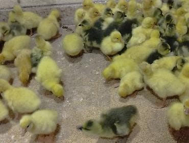 qartal sekilleri cekmek: Qaz bala — 1