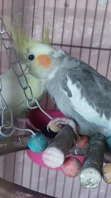 amadin qusu: Məhsul: Nimfa tutuquşula Təsvir: - Fotoşəkillərdə iki ədəd nimfa — 3