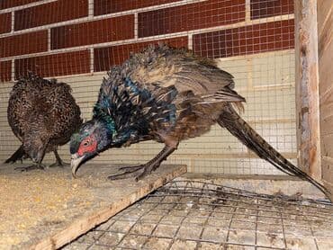 1 dişi 1 erkək
Qiymət cütünə aitdir