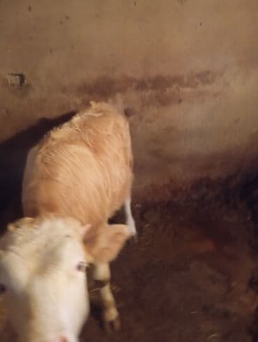 Сельхоз птицы: Erkek dana satılır unvan bine — 4