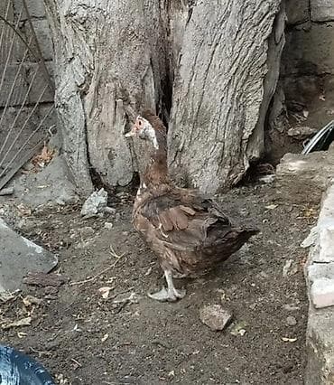 bildircin satisi: Dişi, | Lal ördək, Damazlıq — 1